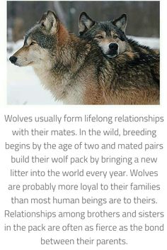 two wolfs standing next to each other with the caption's description below