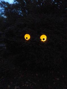 two yellow eyes are seen in the night sky