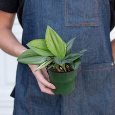 a person wearing an apron holding a potted plant with green leaves in it's hands