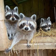 three baby raccoons are sitting in a wooden structure with hay on the floor