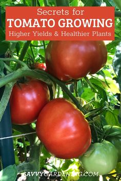 tomatoes growing on the vine with text overlay that reads secrets for tomato growing higher yields & healthier plants