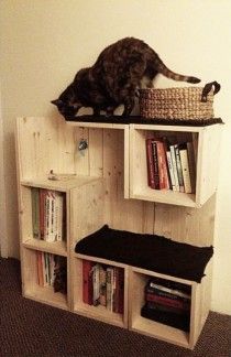 a cat sitting on top of a book shelf