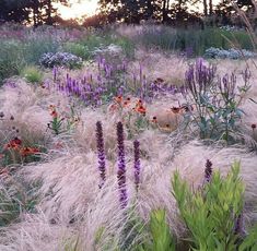 some purple and orange flowers in the grass near trees at sunset or dawn with sun shining on them