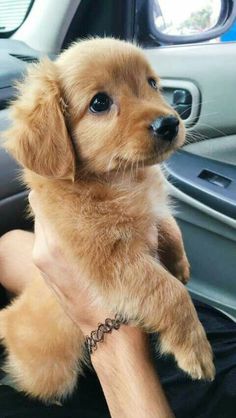 a small brown puppy sitting in the driver's seat of a car