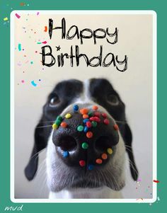 a black and white dog with sprinkles on it's nose