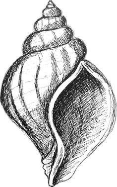 a black and white drawing of a sea shell