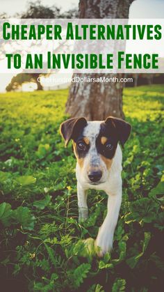 a dog walking through the grass with text overlay that reads cheaper alternatives to an invisible fence