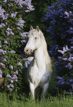 a white horse standing next to purple flowers