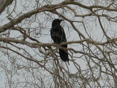 a black bird sitting on top of a tree branch in the wintertime with no leaves