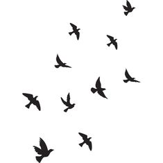 a flock of birds flying across a white sky