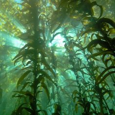 an underwater view of seaweed in the water with sunlight coming through it's branches