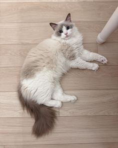 🎁Good Free of Charge Ragdoll Cats facts Tips The important, weak Ragdoll is usually a lovable additio💯 📲#Cats #Charge #facts #ragdoll #usa #ragdolls Cat Hair, Rag Doll, Dolls, Collage, Animals