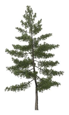 a tall tree with green leaves on it's trunk and branches, against a white background