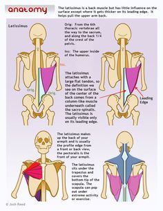 an image of the muscles and their functions in human body diagram with text below it