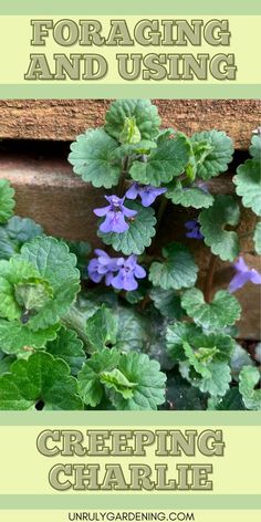 purple flowers growing out of the side of a wooden box with text overlay reading foraging and using creeping charlie