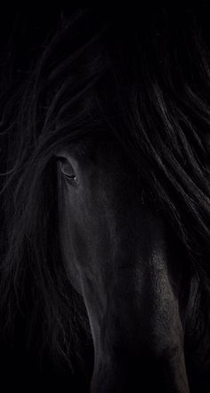 a black horse with long hair on it's face in the dark, looking straight ahead