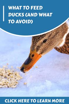 a duck eating food out of the snow with text that reads, what to feed ducks and what to avoid click here to learn more