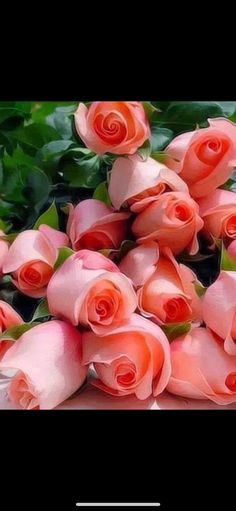 a bunch of pink roses sitting on top of each other