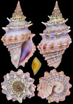 four seashells are shown with different shapes and sizes