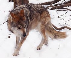 a wolf walking through the snow in front of some trees