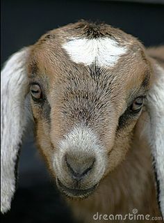 a goat with white markings on its face