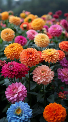 Grouping Dahlia Varieties by Flower Characteristics Most Unique Flowers, Dalias Flowers, Dahlia Flower Aesthetic, Dahlia Aesthetic, Flowers Varieties, Delilah Flower