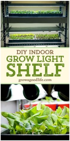 an indoor grow light shelf with lettuce growing in it and text overlay that reads diy indoor grow light shelf