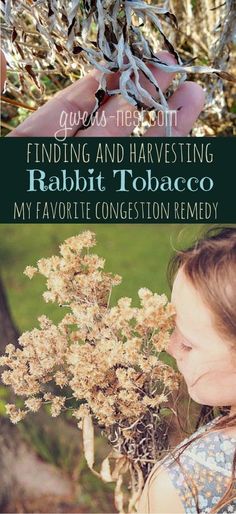 Identifying and Harvesting Rabbit Tobacco Natural Remedies For Congestion, Remedies For Chest Congestion, Chest Congestion Remedies, Congestion Remedies, Holistic Health Remedies, Home Remedy For Cough, Chest Congestion, Natural Healing Remedies, Natural Sleep Remedies