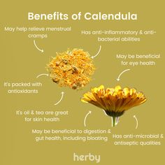 benefits of calendula Benefits Of Herbs, Calendula Uses, Herbs For Skin, Ancient Herbs, Marigold Benefits, Calendula Garden, Calendula Tea Benefits, Benefits Of Calendula, Calendula Tincture Recipes