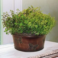 a potted plant sitting on top of a table