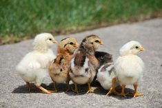 five chickens are standing in a row on the sidewalk, one is yellow and the other is brown