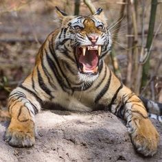 a large tiger laying on top of a rock with its mouth open and it's teeth wide open