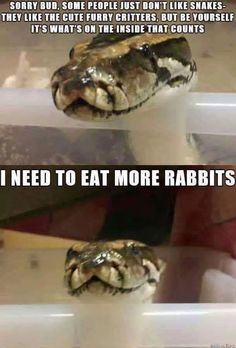 a snake in a tub with the caption, i need to eat more rabbits