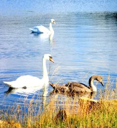 three swans are swimming in the water near some grass and reeds, with one duck looking at the camera