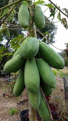 a bunch of unripe green fruit hanging from a tree in a garden area