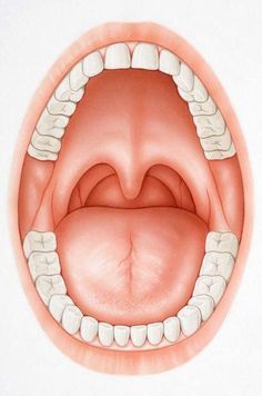 Sistem Pencernaan, Human Teeth, Human Body Parts, Nail Health, Open Mouth, Oral Hygiene