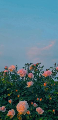 pink roses are blooming on the top of a bush in front of a blue sky