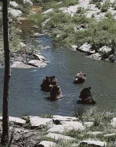 three bears are swimming in the river together