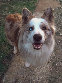 a brown and white dog standing on top of a sidewalk