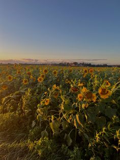 sunflowers are blooming in the field at sunset