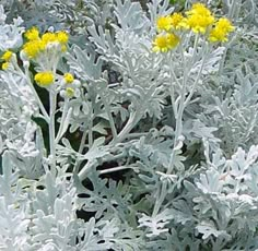 some yellow and white flowers are growing in the bushes outside with other plants behind them