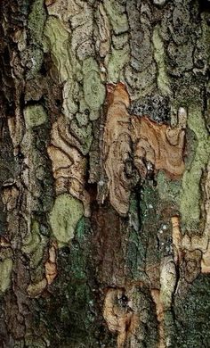 the bark of a tree with green moss on it