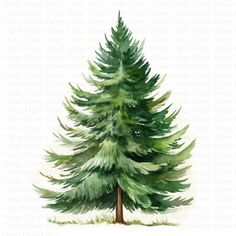 a watercolor painting of a pine tree