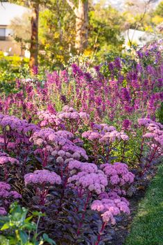 purple flowers line the edge of a garden