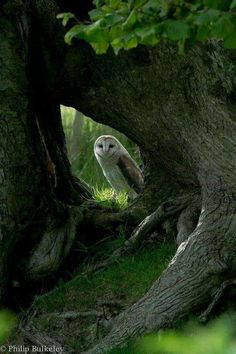 an owl sitting in the middle of a tree