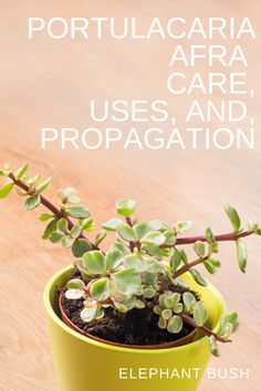 a potted plant sitting on top of a wooden table