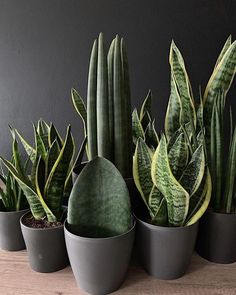 several potted plants sitting on top of a wooden table