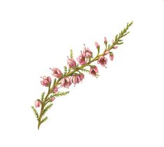 pink flowers and green leaves on a white background