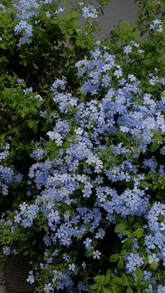 blue flowers are blooming in the garden