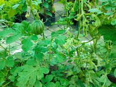 some green plants growing on the side of a fenced in area with lots of leaves